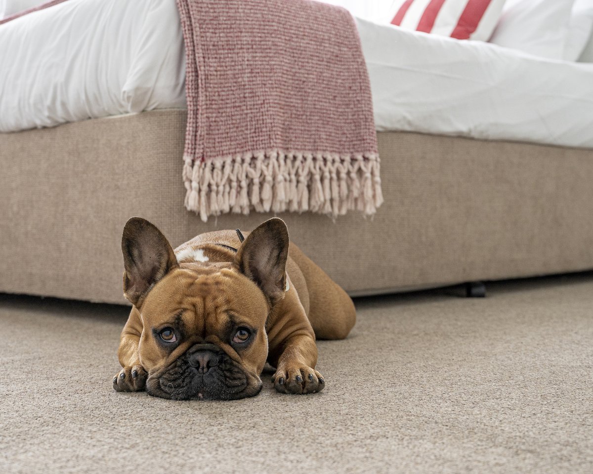 📢 🐶HELLO to your 4-legged friends! 🐕
A stone's throw from the beach, perfect for walks and paddles 👟🌊, on the South West Coast Path; walk, dine, sleep, all at our dog-friendly hotel. Check out our website 👉elements-life.co.uk/hotel-in-bude-… 
#southwestcoastpath #budehotel #dogfriendly