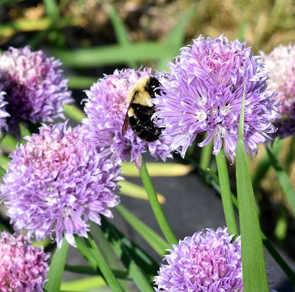 UNHExtension's tweet photo. Love fruit and veg? Thank a pollinator today! One out of every three bites of food we eat is delivered to us by an animal pollinator. Learn about NH's super seven pollinators in this post! #pollinators #NH  #wildlife https://t.co/tNL0WRSjOB https://t.co/4VPUwWmOFg