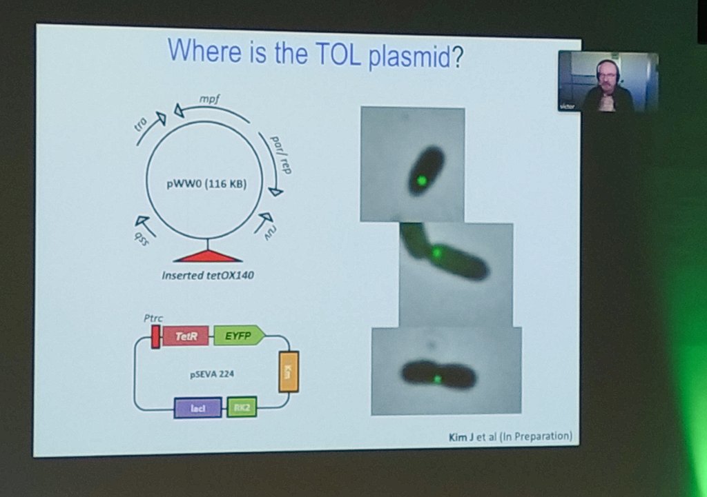 Alberto_SPJ's tweet photo. Understanding #Pputida as a miniaturized factory 🧐. The always inspiring @vdlorenzo_CNB shedding light on the spatial context of the the TOL plasmid genetic machinery. Congrats to https://t.co/gvbjl4hVdt and @AngelGMoreno for this amazing work! #VAAM https://t.co/2J0B5XB0SN