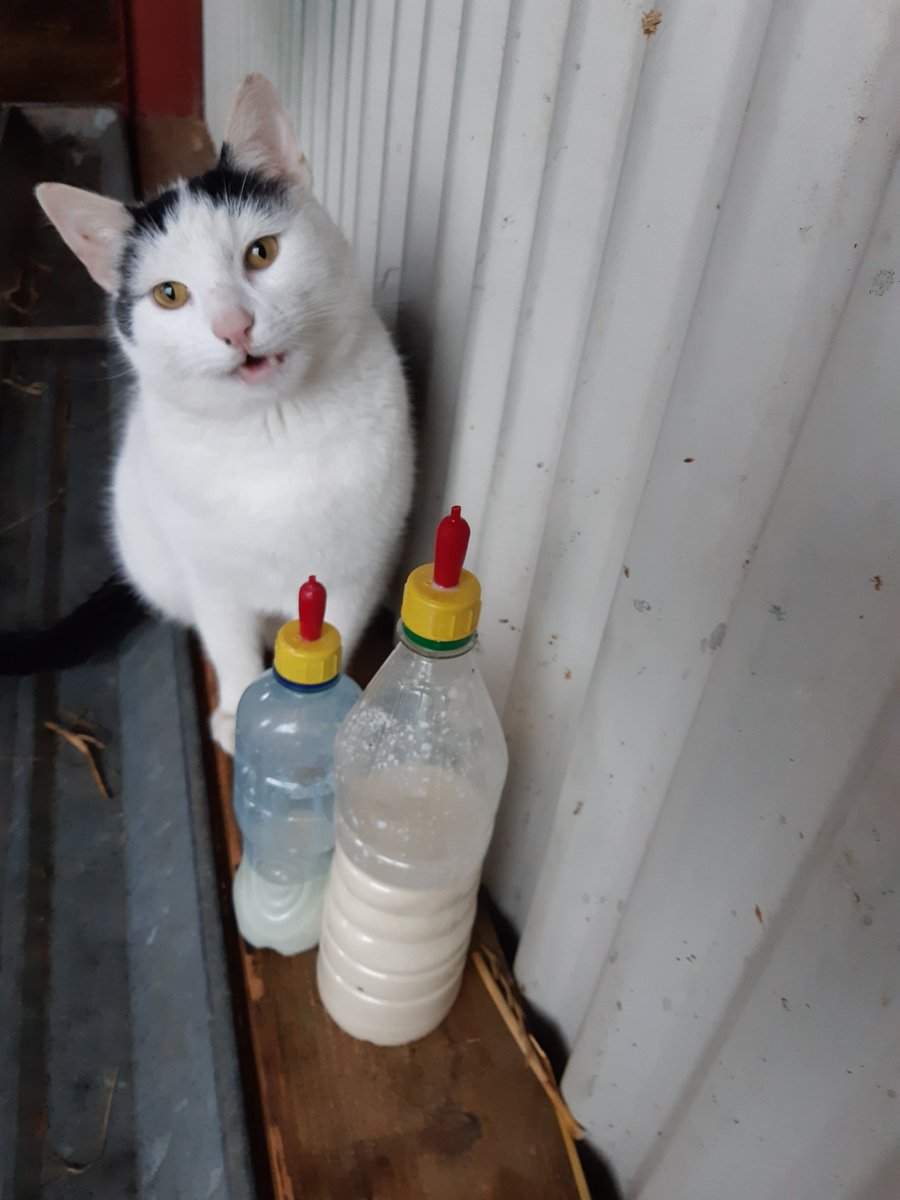 TomtomThat's tweet photo. Aye, sure I'll mind the milk while your busy woman...no prblem😼
#tomtomtime #cattellsafib https://t.co/aAvKLaOWra