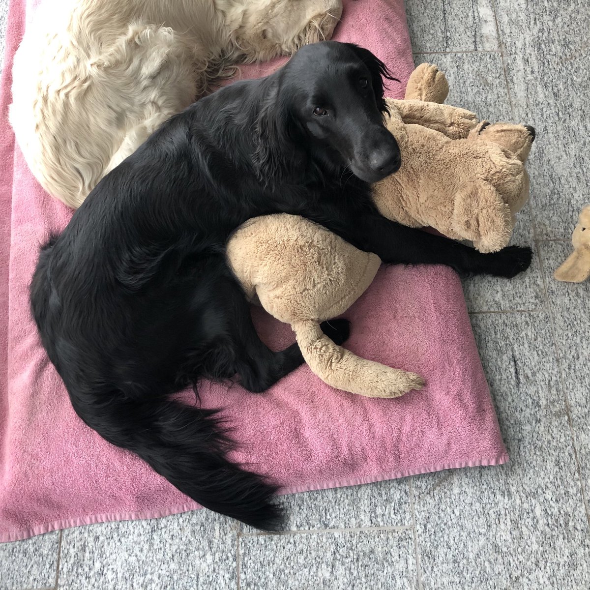 Nala_Sandia's tweet photo. Hug for the plush dog https://t.co/vIY6P3FpW0