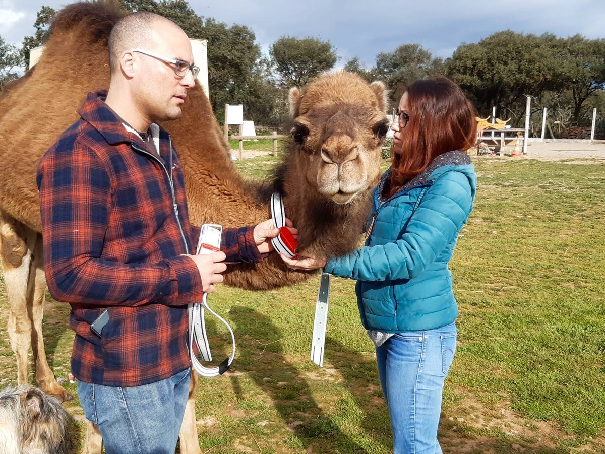 ITK_decide's tweet photo. itk teste ses colliers connectés pour le pilotage de l'élevage bovin sur les camélidés.
Objectif : s'ouvrir à de nouveaux marchés.🐪
itk is testing its connected collars for cattle breeding on camelids.
Objective: open up to new markets. 🐪
#IoT #AgTech #agriintelligence https://t.co/mQpi1ULSX5