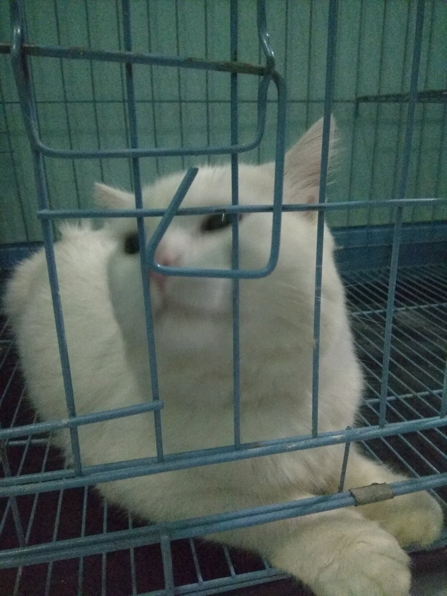 Langsung saya ke rumah bapak dwi dan menemukan peliharaan saya Leo. Terimakasih banyak untuk yang sudah membantu. Saya bakal jagain Leo lebih-lebih lagi 😭😢😄