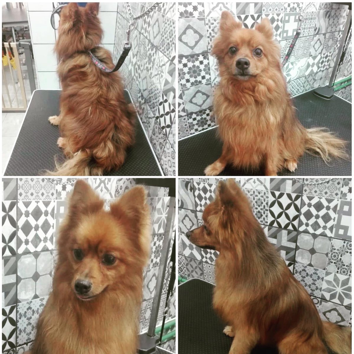 BellavistaSC's tweet image. 📷 por @thebarberdog.bellavista: 😎😎CONAN😎😎, un antes y un después, tras su paso por thebarberdog.bellavista, en el @cc_bellavista, #peluqueriacanina, #artero, #mascotas, #bienestaranimal, #maspalomas