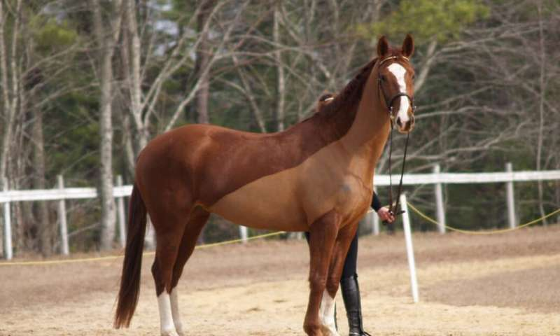 AshikaNayan's tweet photo. https://t.co/RRI8XpbI2B
Equine specialist warns horse owners of dangerous virus #AvianScience #equine #veterinary #animalforencis #poultryfarming #animalhealth #VeterinaryResearch #AnimalWelfare #Camelresearch #AnimalBreeding #AnimalNutrition #veterinarysurgery #AnimalHealth https://t.co/529FKg3wnJ