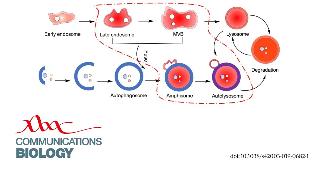 CommsBio's tweet photo. Real-time monitoring of newly acidified organelles during #autophagy enabled by reaction-based BODIPY dyes: https://t.co/xdJNh0lQu0 https://t.co/j9DaQuodV9