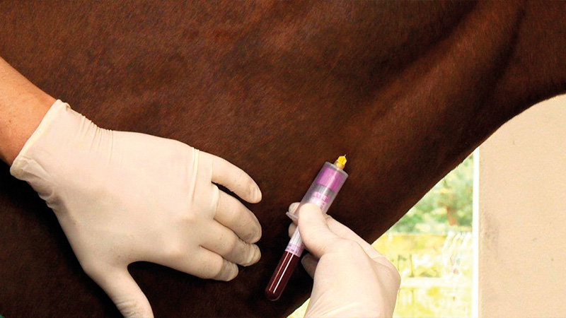 AshikaNayan's tweet photo. https://t.co/RRI8XpbI2B
Endocrine-disrupting chemicals linked to equine metabolic syndrome #animalforencis #poultryfarming #animalhealth #VeterinaryResearch #AnimalBreeding #AnimalNutrition #veterinarysurgery #AnimalHealth #veterinarymedicine #livestock #poultry #camelscience https://t.co/DdocKRLPQh
