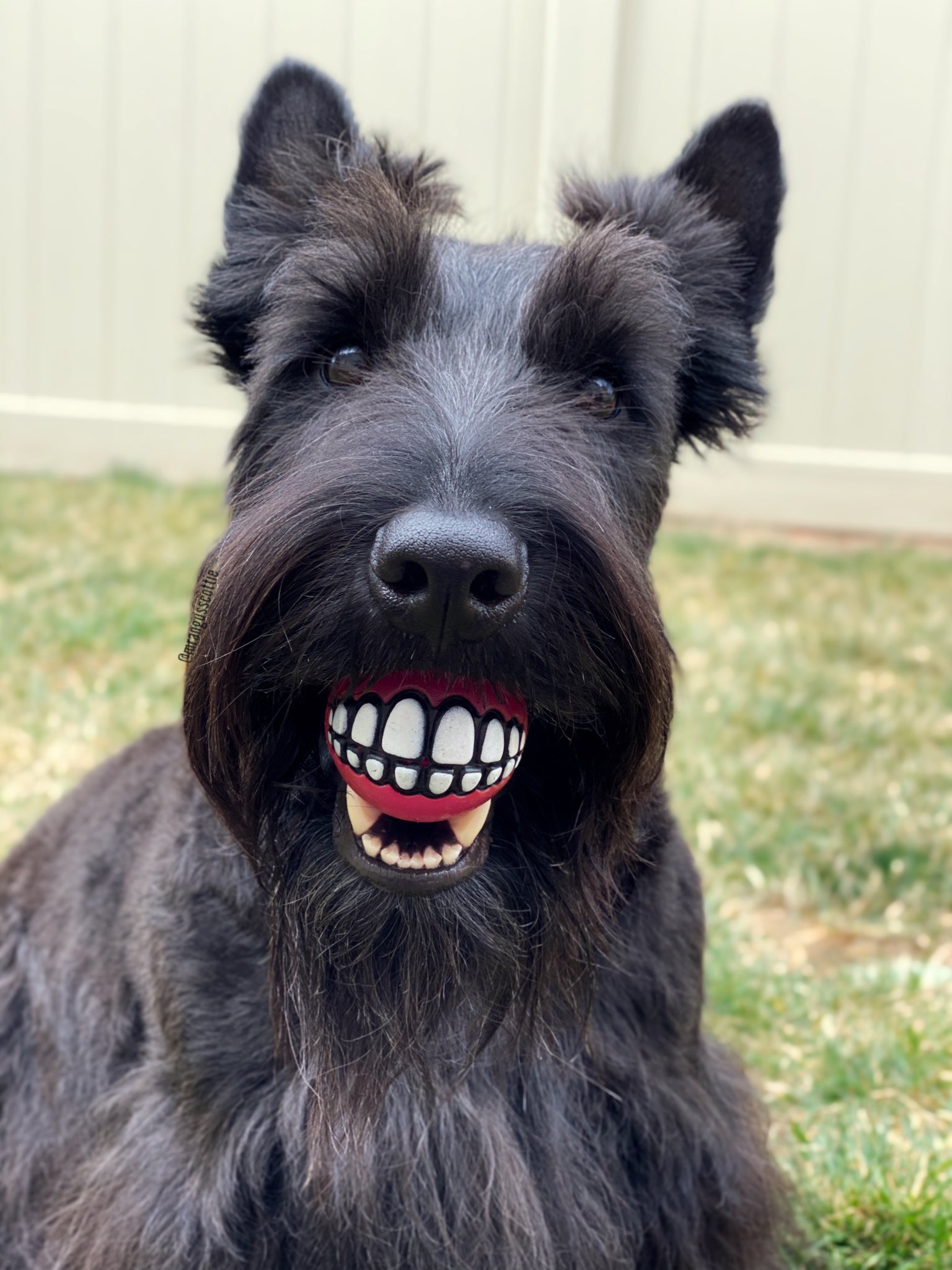 Can Dogs Get False Teeth