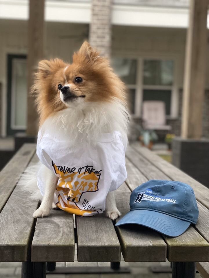LSUBeachVB's tweet photo. Who’s ready to Bark at the Beach?

Bring your dog out to LSU Beach Volleyball Stadium for our matches on Saturday! https://t.co/Odo8dLOq4F