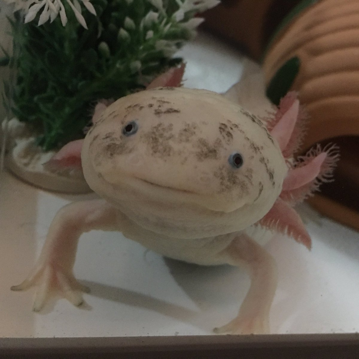 ট ইট র きのこ Utageの始まり ママは寝る ウーパールーパー きのこ Kinoko 癒し系 Axolotl Ambystoma Mexicanum 六角恐龍 墨西哥鈍口螈 美西螈 ট ইট র きのこ Utageの始まり ママは寝る ウーパールーパー きのこ Kinoko 癒し系 Axolotl Ambystoma Mexicanum 六角恐龍 墨西哥鈍口螈 美西螈
