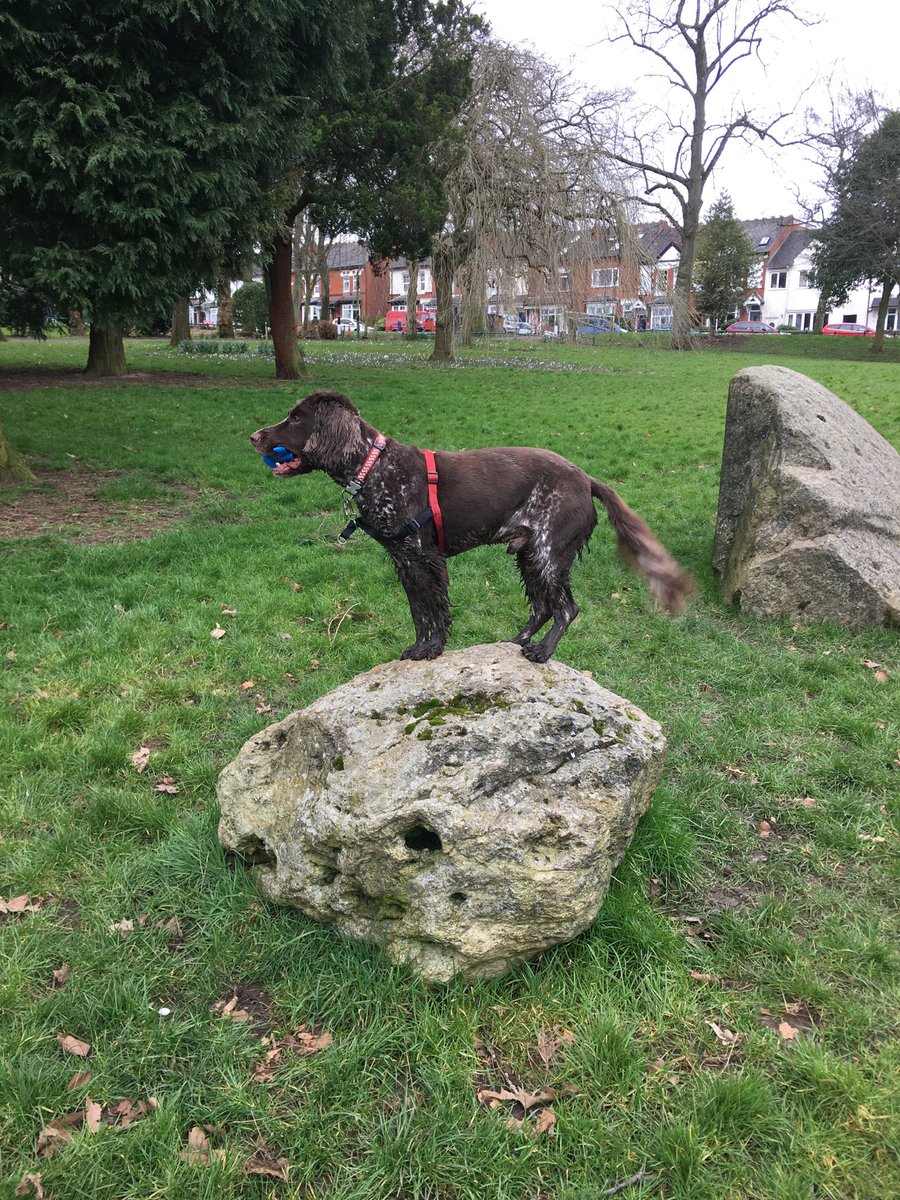 hamlettcae's tweet photo. ⁦@BozzieH⁩ helping ⁦@Jonwoodscience⁩ scope out science treasure hunt sites around ⁦@CotteridgePark⁩ for this year’s awesome #CoCoMAD!! https://t.co/m5bcvCuPpl