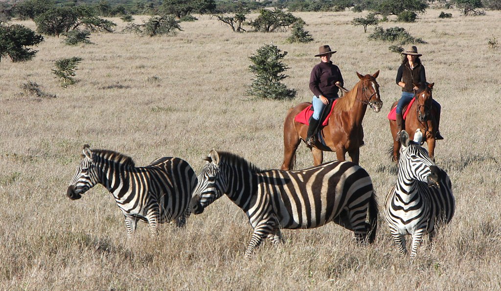 We believe a safari on horseback is a unique and incredible experience because it allows you to get extremely close to the animals. Ready to saddle up on on your own horseback safari? Call or email us today!