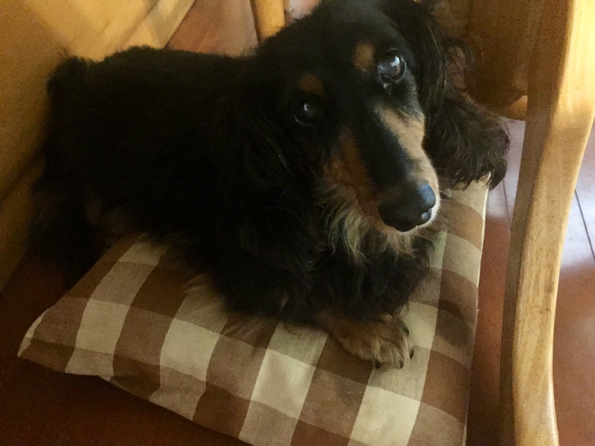 日本酒 酒を売る犬 酒を造る猫 にゃわん 毎日不安なニュースが多いにゃわんね こんな日は おうちにひきこもって 美味しいご飯とお酒を飲んで 犬と猫でも眺めましょうにゃわん