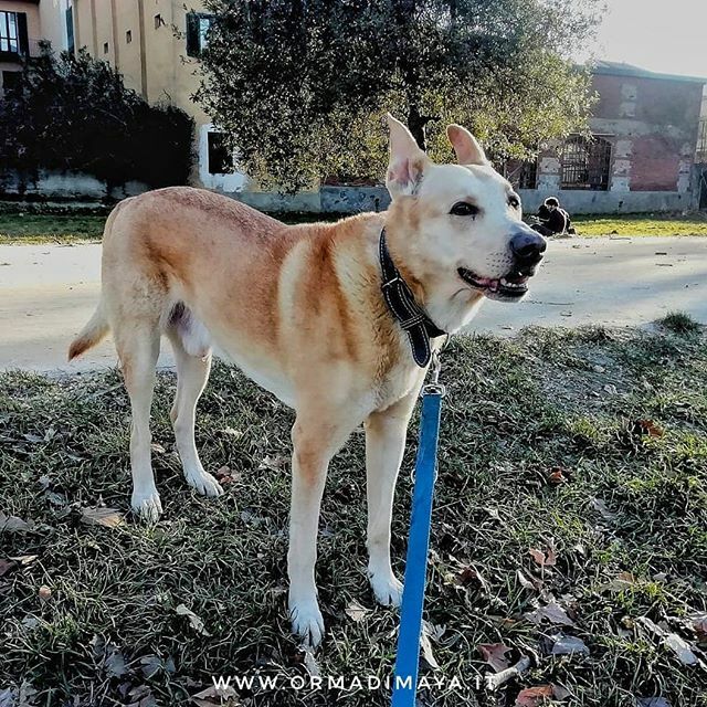 Buon inizio settimana a tutti ☺️ sono giorni difficili per tutti...ma non ci facciamo abbattere!🐶💪
#dogsittertorino #dogsitter #dogwalker #dogwalkertorino #dogsittinglife #torino #dogofinstagram  #igerstorino #dogstagram #dogoftheday #instagramdogs  … ift.tt/2PXQsWY