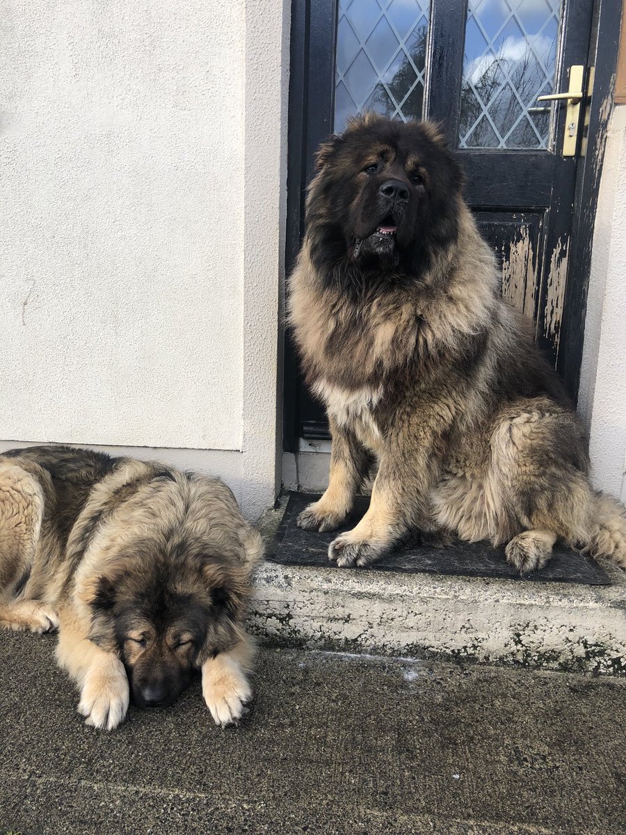 Rolf_Rhea's tweet photo. @BrodHiggins hello from us, two Caucasian shepherds living happily in Ireland just want to say we’re big fans of you ❤️ https://t.co/gvTTTkZBoA