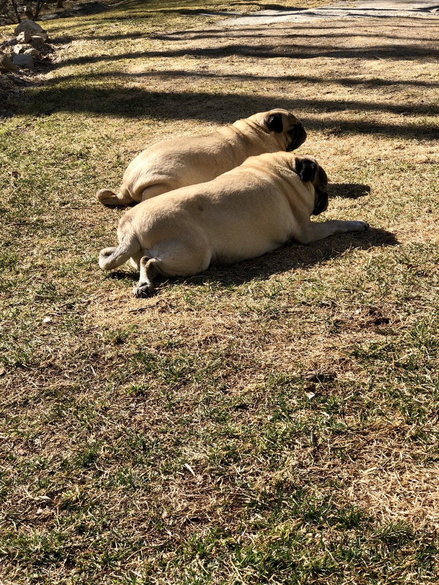 LisaAlesci's tweet photo. #SunDogs #DougAndDaniel #PugsOfTwitter ๐พ๐ https://t.co/TbScgRiASP
