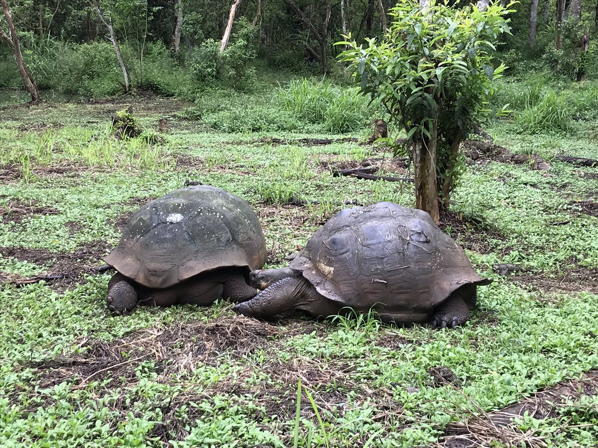 svensundgaard's tweet photo. Giant #galapagos #tortoise & #SantaCruz #brewery tour! @bortonoverseas #exploreWithSven https://t.co/AMrx9tpY4E