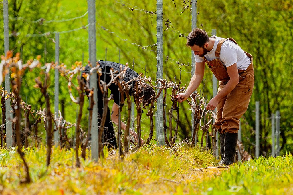 <a href="/Nyetimber/">Nyetimber</a> and <a href="/PlumptonWine/">PlumptonWine</a> Plumpton join forces to develop winemakers of the future! 3 students will spend 10 days at the West Chiltington #winery, getting hands-on practical experience in the #business of making and selling #wine. 

via <a href="/HarpersWine/">Harpers Wine</a>