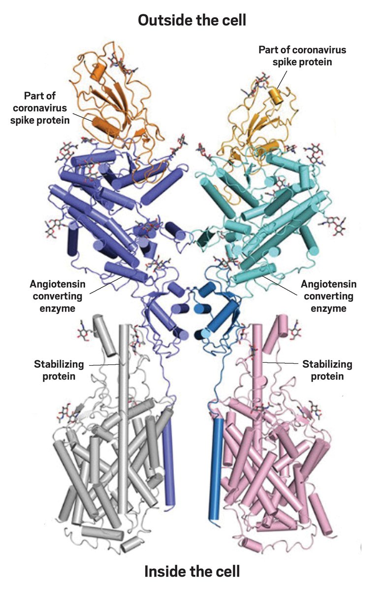 cenmag's tweet photo. This cryo-EM structure reveals the chemical interactions between the novel coronavirus and its target protein on human cells. The structure shows the first steps of #SARSCoV2 infection, and it could help in drug discovery. Via @ScienceMagazine: https://t.co/hMPjy2tRSO #COVID19 https://t.co/BHozx5IH69