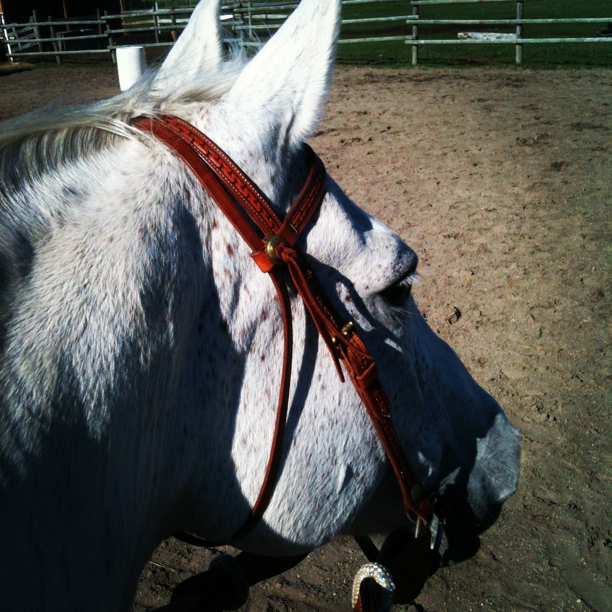 NaturalLeader's tweet image. to all the amazing women I have met and to the ones who have taught me oh so much. #Thankyou #InternationalWomensDay2020