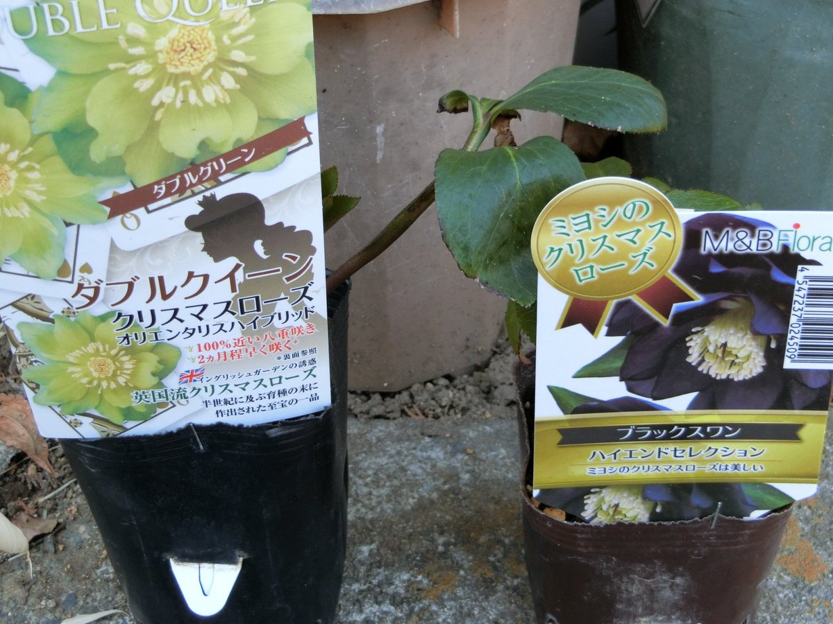 mwk子 今年ホームセンターで購入したクリスマスローズ きれいな真緑色の八重咲きの株は家族に贈呈 また 先週にセール価格で売れ残りの小さな苗を見つけて購入 特に真っ黒な花は欲しかったので枯らさないようにしないと クリスマスローズ mwk子 今年ホームセンターで購入したクリスマスローズ きれいな真緑色の八重咲きの株は家族に贈呈 また 先週にセール価格で売れ残りの小さな苗を見つけて購入 特に真っ黒な花は欲しかったので枯らさないようにしないと クリスマスローズ
