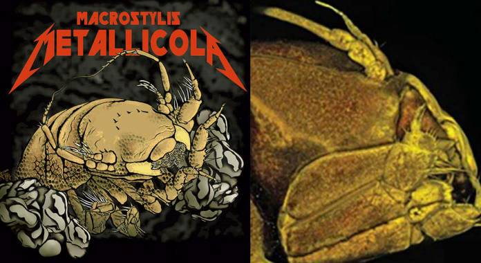 TheBlowfish's tweet photo. Had to hit this one up! Pure heavy metal marine biology! Science has discovered a deep sea crustacean and has named it Macrostylis metallicola. Yes, its named after Metallica due to the heavy metal environment it is found in. Get in! #fintasticfacts https://t.co/V1Rv4wfSym