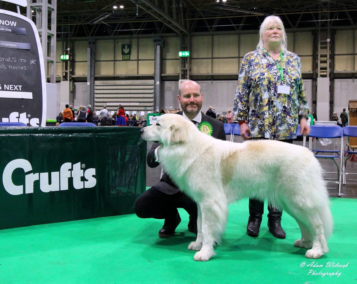 theblossomfiles's tweet photo. Fab day at Crufts on Sat. Our girl, Daisy (Lisjovia Adagio), exceeded all expectations. 1st in the Limit class and awarded the Reserve Challenge Certificate, at only 22 mths old! She deserved her treats this weekend🍖🤩🙌🏼🐶❤️#crufts2020 #pyreneanmountaindog #greatpyrenees https://t.co/HYB5usHD4G