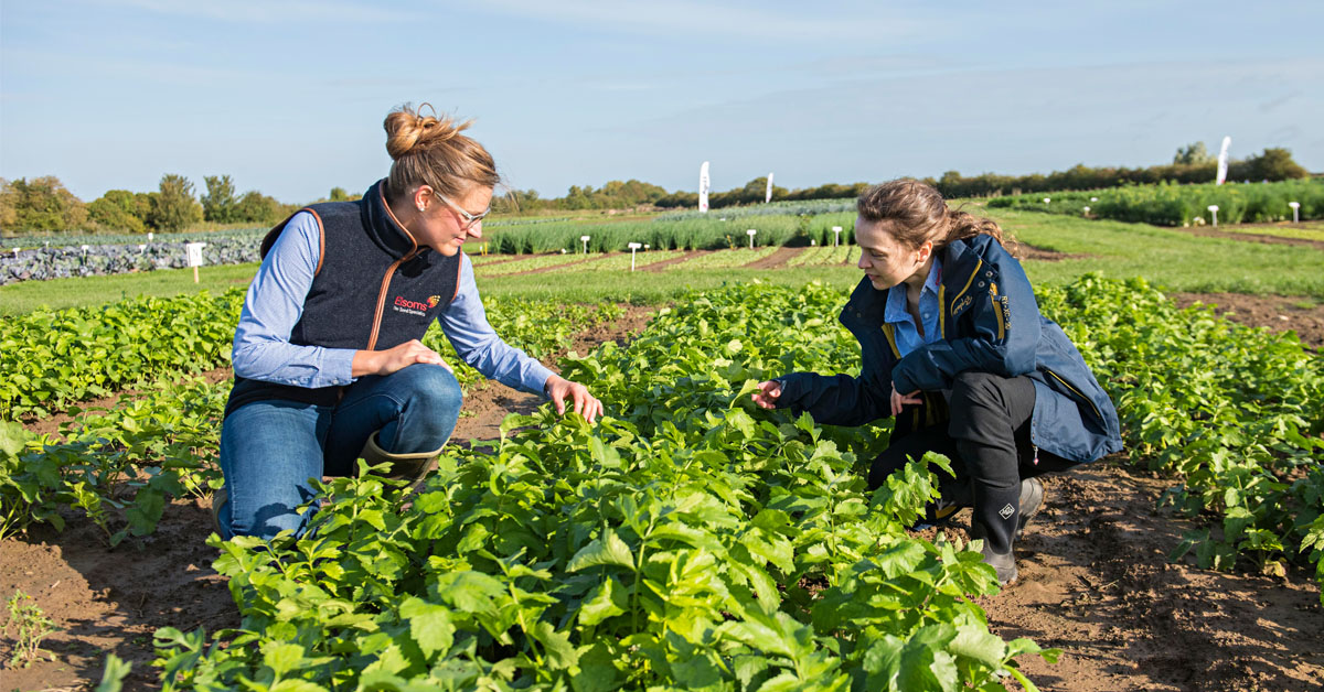 Elsomsseeds's tweet photo. We are recruiting for a Breeding Technician. The successful applicant will assist with the preparation, planning and scoring of trials, contributing to the success of Elsoms’ breeding activities. For more information and to apply visit https://t.co/n51vI9hCiH https://t.co/C0eOJABHJb