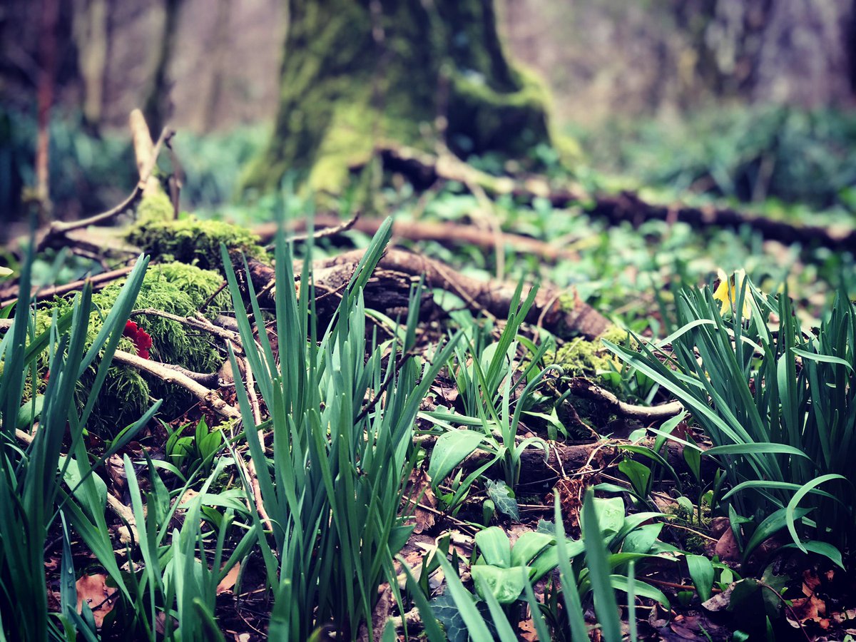 Blowing away the cobwebs #wildgarlic #wildflowers #woodlandflowers #flowers #spring #woodland #woods #forest #trees #moss #beautyofnature   #nature #goodforthesoul #NaturePhotography #photography #windermere #LakeDistrict #Cumbria