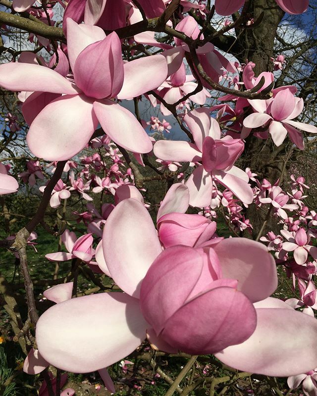 Move aside cherry blossom! #magnoliablossom <a href="/kewgardens/">KewGardens</a> 🌸😍