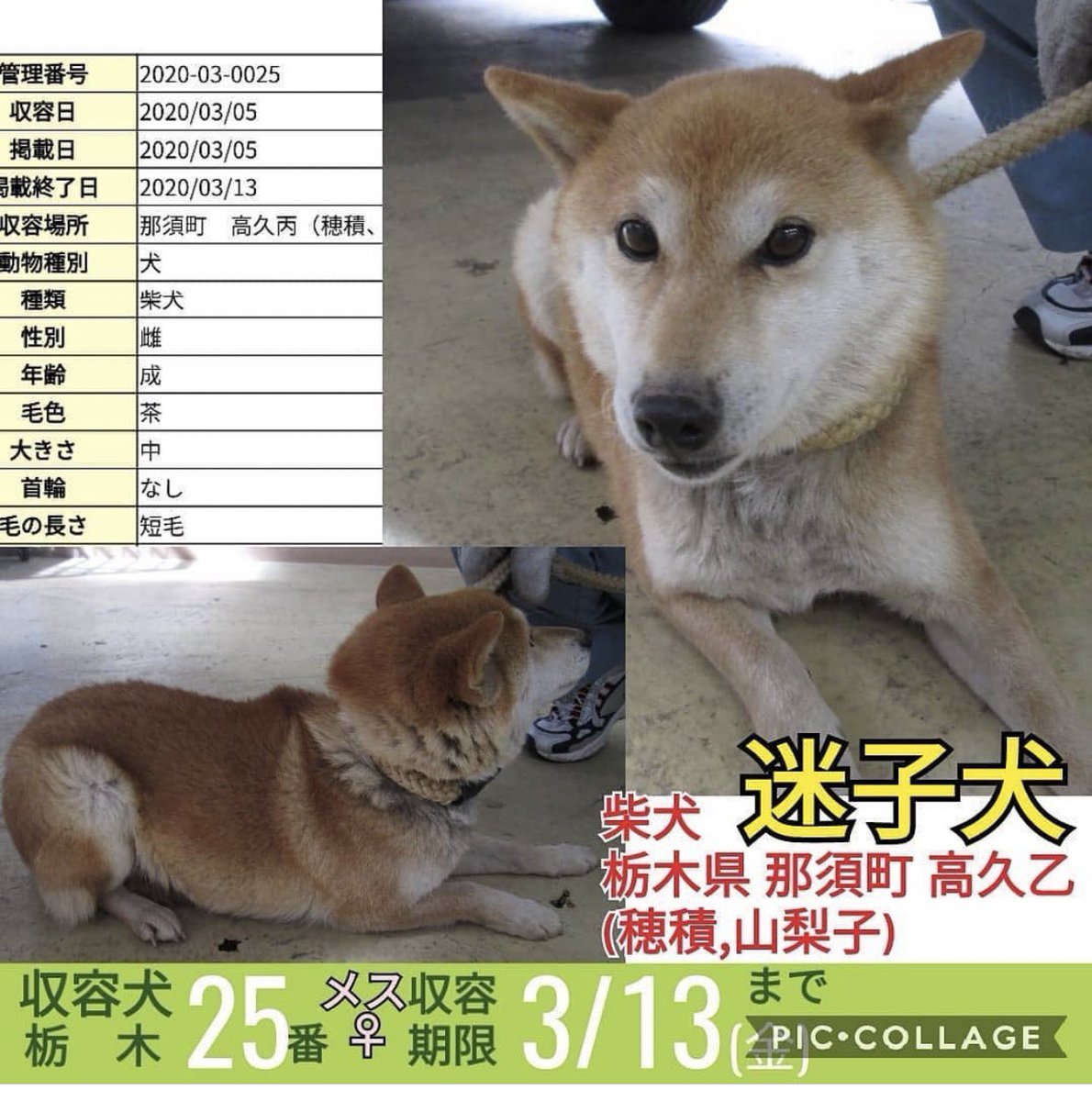 タコ ちゃん Pa Twitter 栃木県動物愛護指導センター 3 13期限 可愛い柴犬の女の子 飼い主さんのお迎え または緊急里親募集 女の子 首輪 無 茨城県 東京 神奈川県 迷子 迷子犬と保護犬情報 迷子犬の掲示板 迷子犬情報 迷子 犬掲示板 里親急募