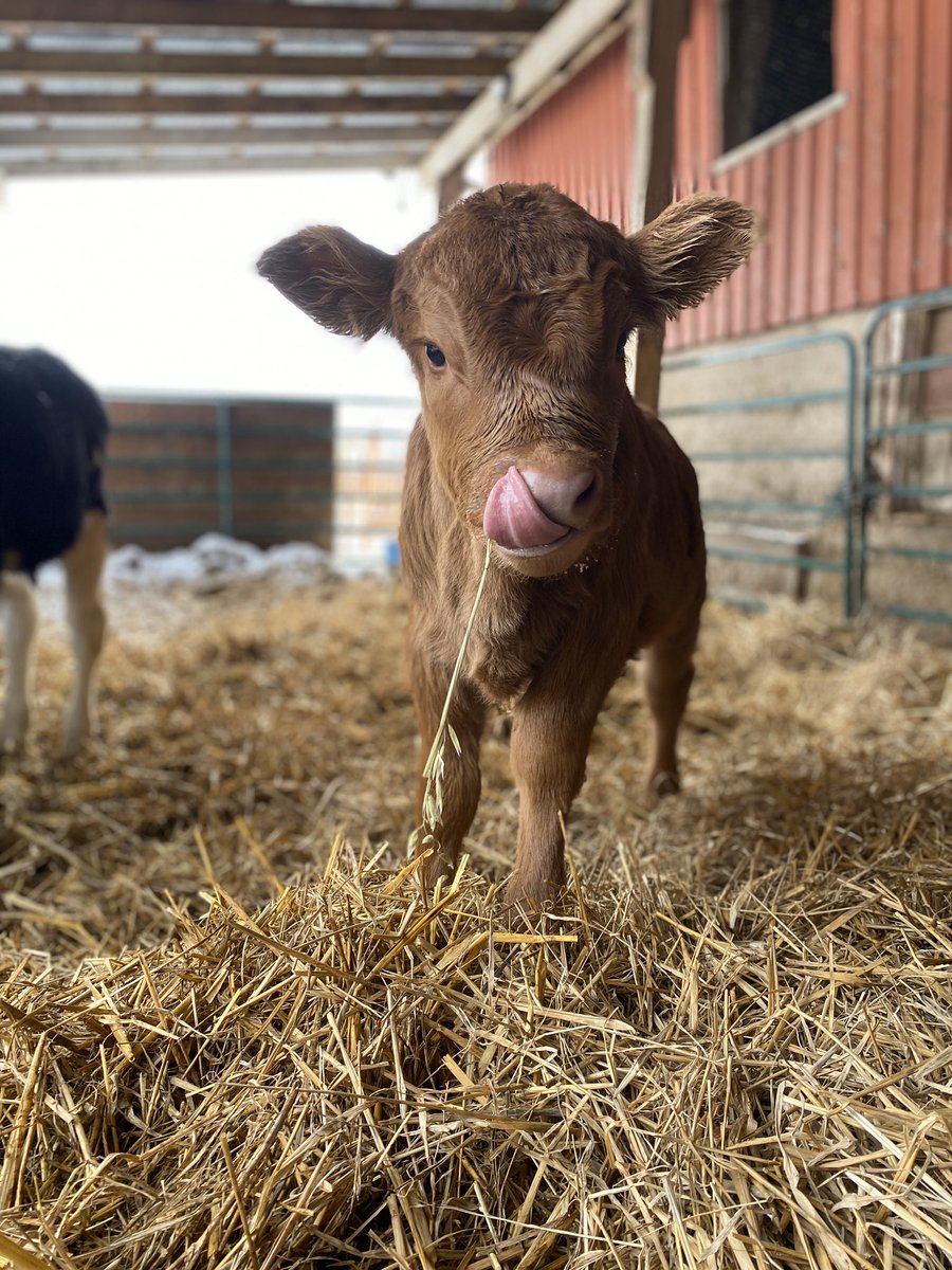 CrinanFarms's tweet photo. As a young producer it’s hard to strive in an industry that’s facing a crisis. The lack of processing capacity along with other factors have caused beef farmers to lose millions. We NEED federal assistance.#HelpBeefFarmers @BeefFarmersON @karen_vecchio @mclaudebibeau https://t.co/1qILamrXdw