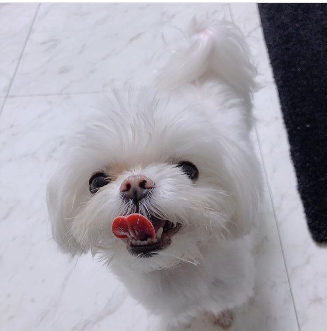 _butr_93's tweet photo. วันเกิดหลานหรอแง๊โตละน้าาาานุ้งโค่อย่าดื้อกะป๊านะเด็กดี
#QueenCocoDay https://t.co/SzwnwcSXDU