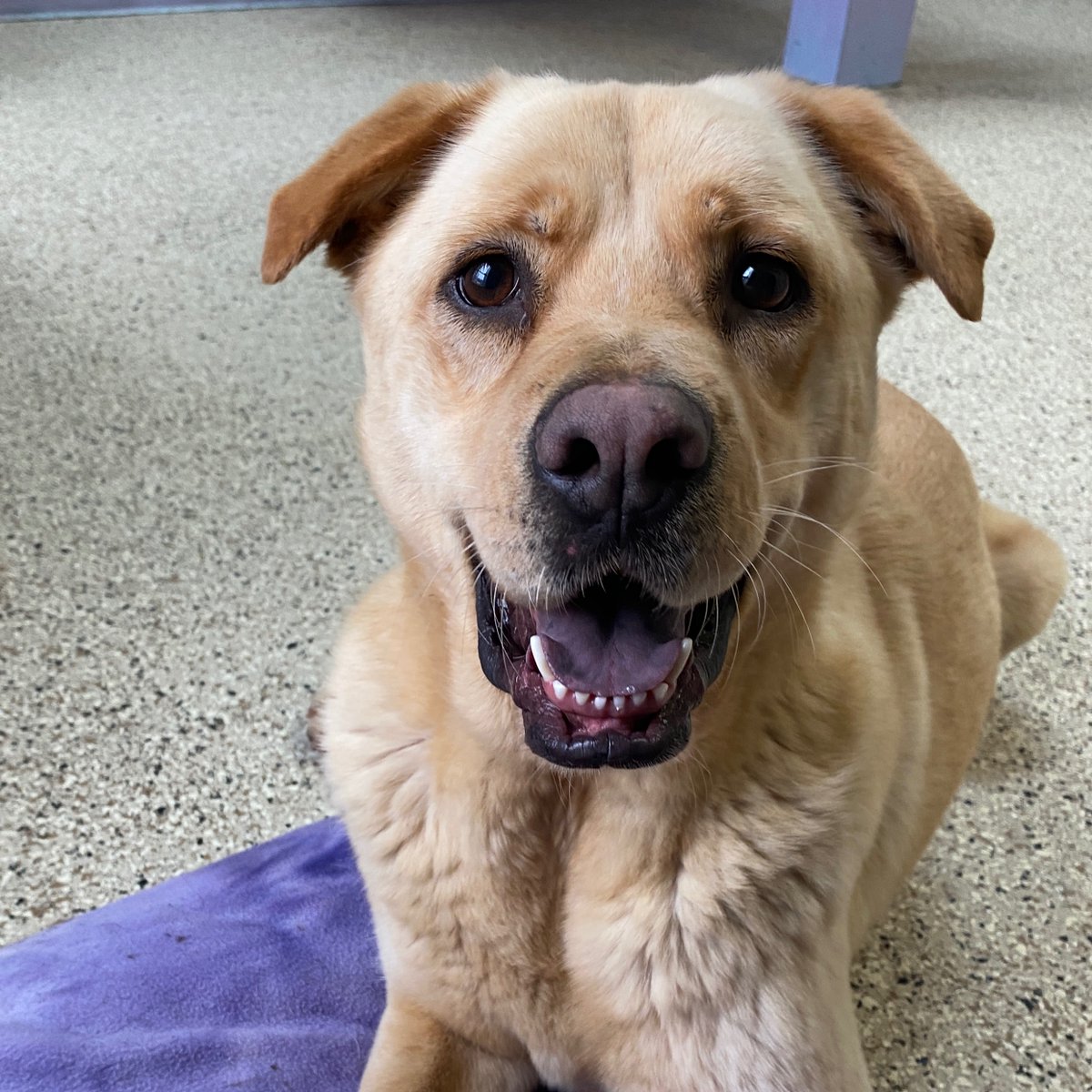 313dogrescue's tweet photo. Meet our newest girl, River! She came to us #heartwormpositive. River needs a quiet home where she can go through her treatment and would love to be spoiled with tons of stuffies, because they are her favorite!

Go to www.DetroitDogRescue to fill out an application for River! https://t.co/FnxRPLHVjd