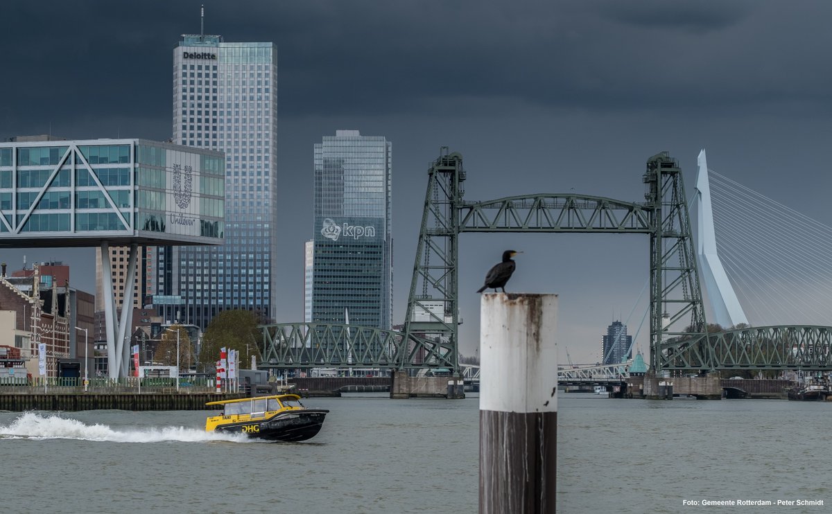 Stadsbeheer010's tweet photo. Het Rotterdamse #icoon #DeHef is sinds de jaren '90 buiten gebruik als spoorbrug (#Koningshavenbrug). Het beweegbare deel (#HetVal) laten we af en toe zakken. Onze collega Sjors Ribeiro legt uit waarom: https://t.co/mJiREgNIpl https://t.co/MRWQP8Iq6X