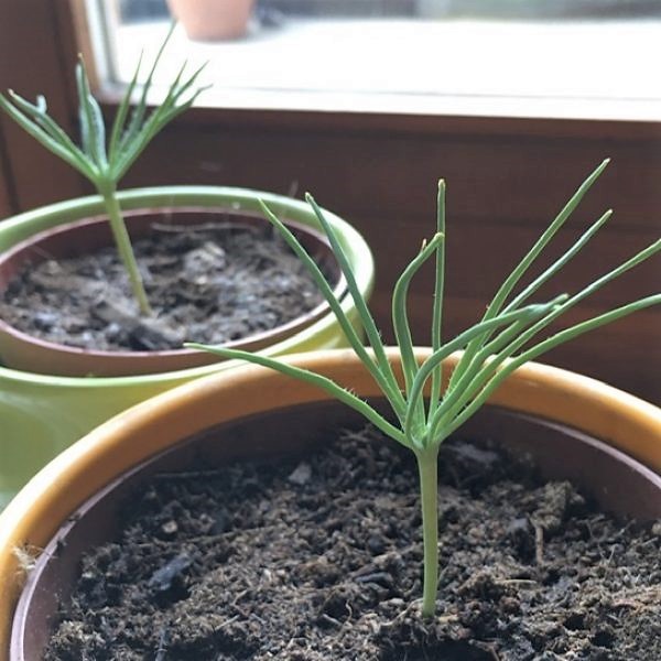 ForestNation's tweet image. &quot;Double trees growing 👌🏻&quot; Thanks Anitree for sharing this pic and Flokk for the gift 👍 fn8.io/aYHWU 💚 #treestories #youplantweplant #treepost #imagineforestnation #forestnation #treegifts #mondaymotivation