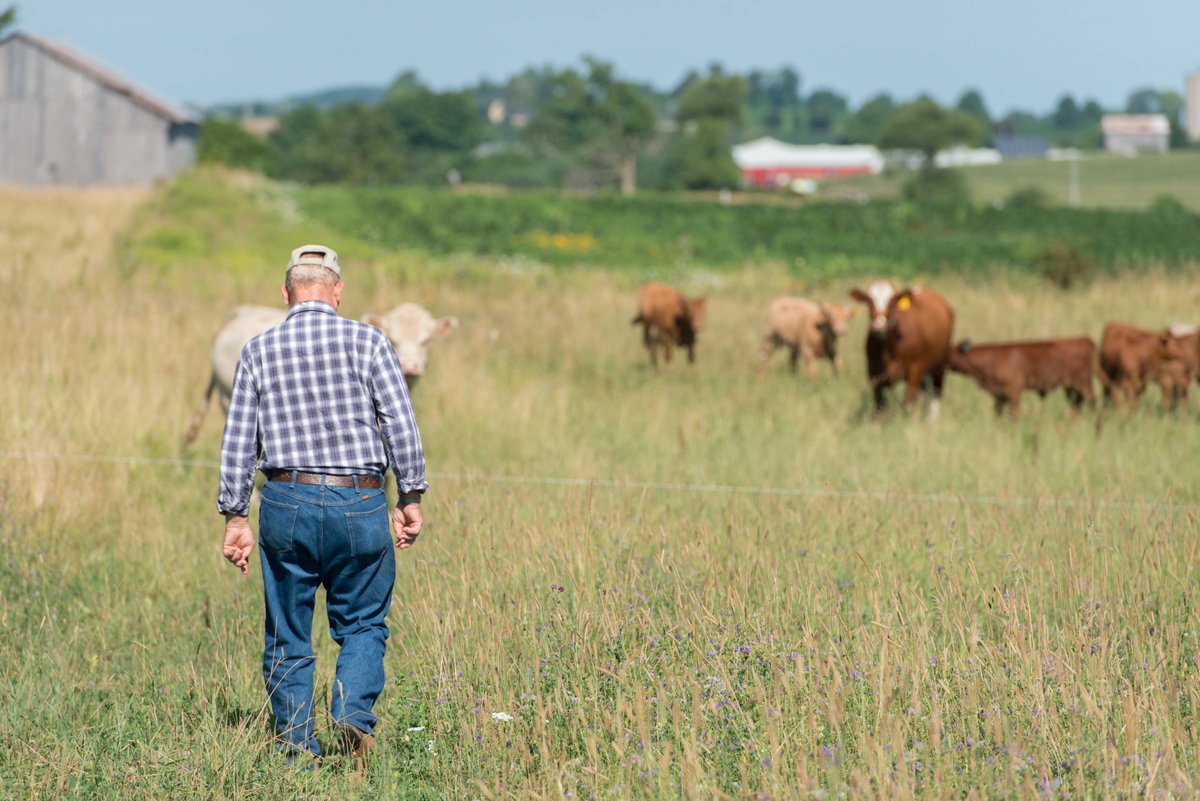 Ontario #beeffarmers are at a tipping point, facing losses without access to sufficient #federalgovernment support. #HelpBeefFarmers face the damage they've endured. bit.ly/2vQT8is