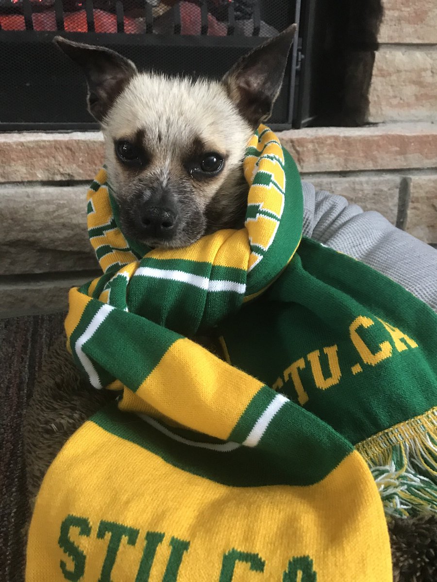 Dumpster Dog tweet media