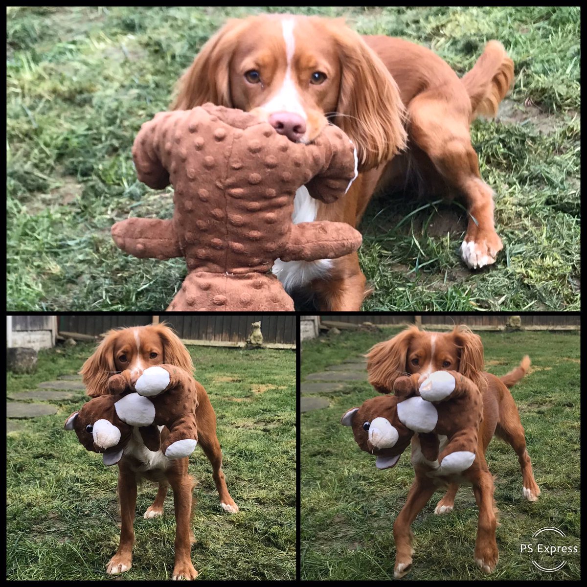 wiseguy280's tweet photo. My #workingcockerspaniel (Loki) https://t.co/lD33UrNFZa