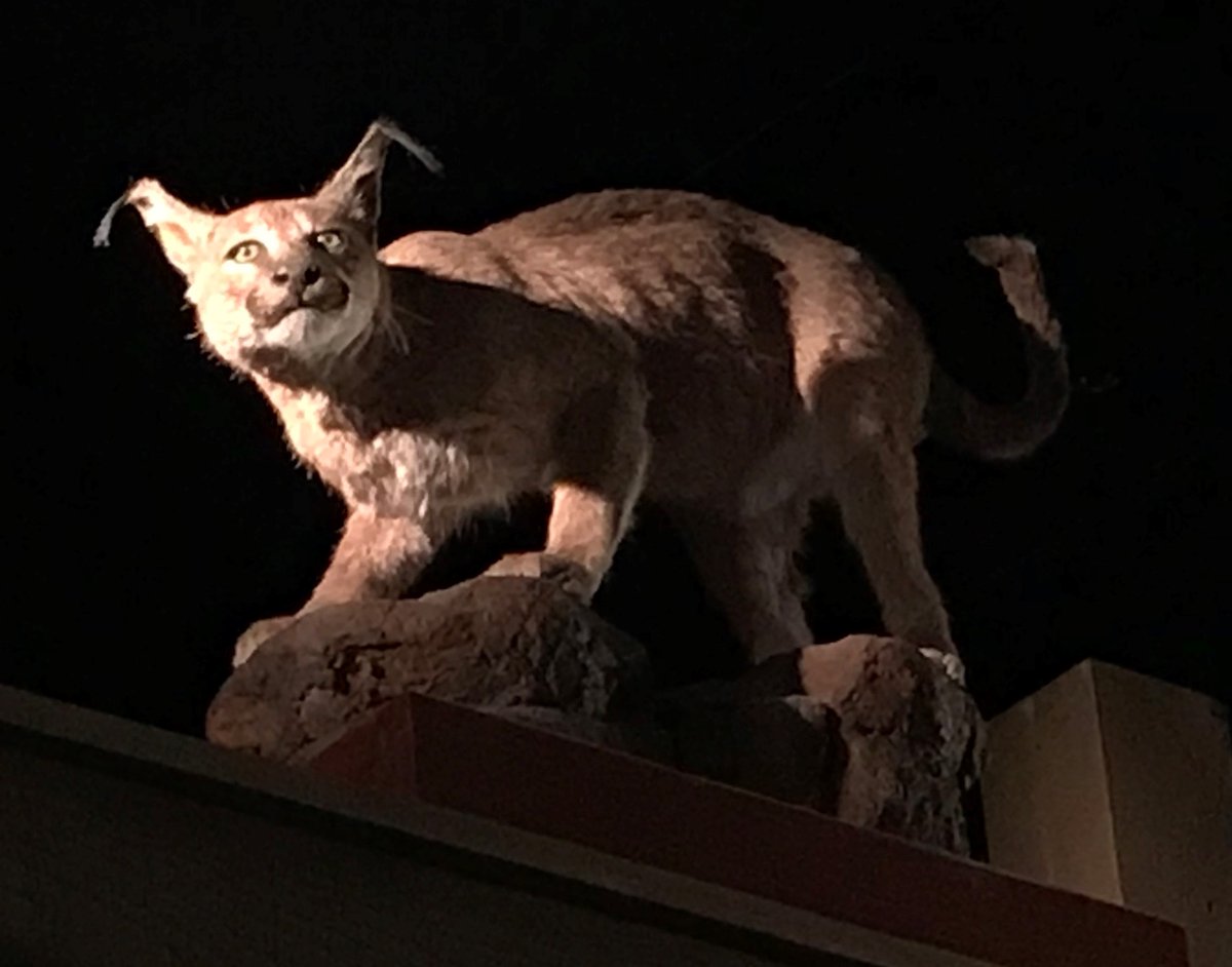 MuseumLiverpool's tweet photo. Do you know where this curious cat lives in the museum? There's so much to #discover in our collections, you'll find something new every visit!
#mondaymotivation #lookagain #museumaddict 🐱🤔 https://t.co/CBOkWW41LH