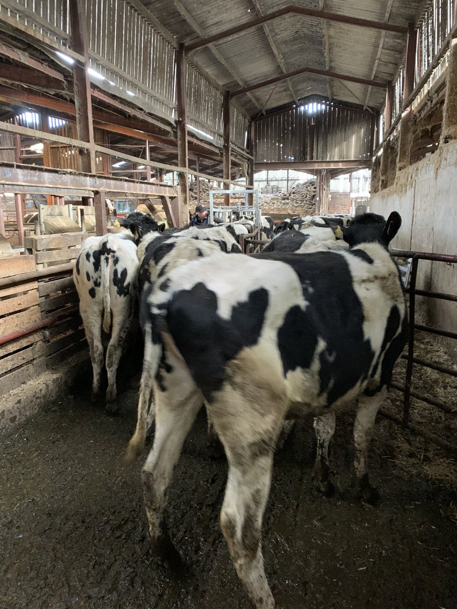 squeasyweb's tweet photo. Today’s view - helping on the farm .... #huskvac #nearlyspring #turnoutsoon #heifers #mindoftheirown https://t.co/dlHbTAutfK