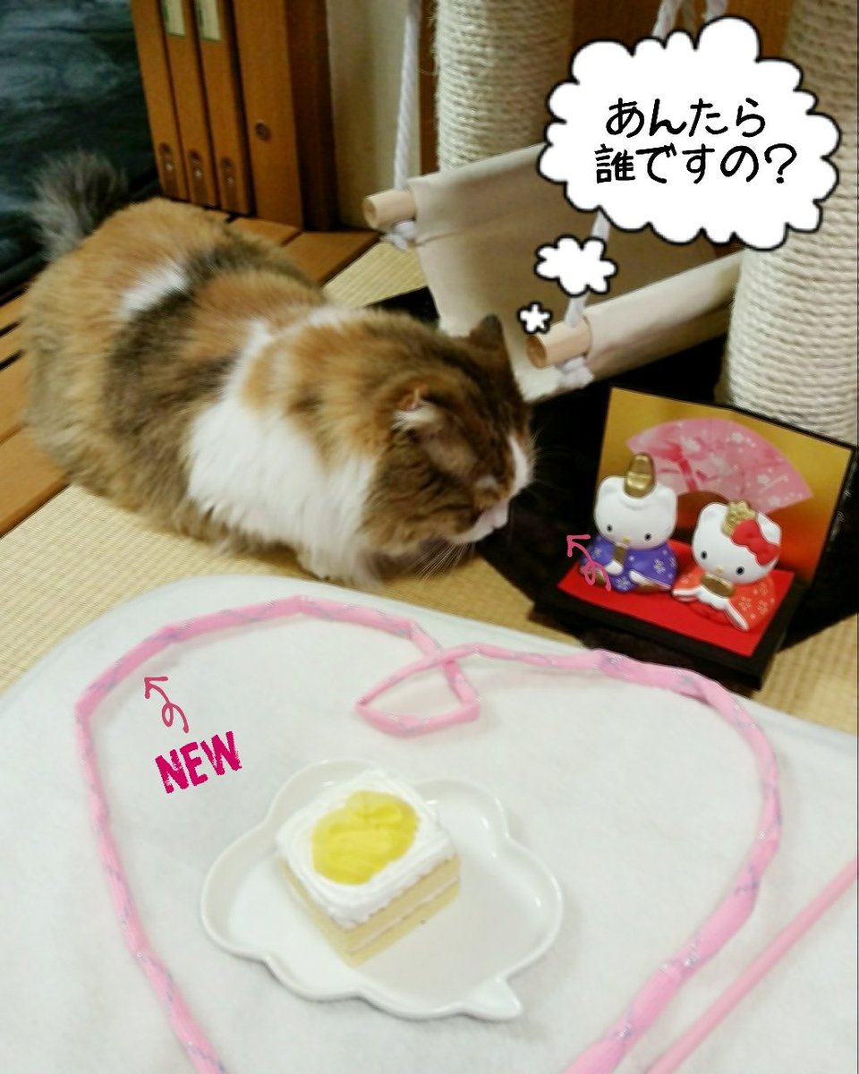 木原家の #にゃんだふるらいふ 🐾
3/9はサンキューの日ってことで、いつも癒しをくれる雅に、感謝の気持ちを込めてツイ♪
先日3/3は雛祭り。
彩華だけでなく、雅が来て娘が2人になった我が家♡
雅、初めての雛祭り…不思議そうにしてましたが、
新しいオモチャにご機嫌で走り回ってくれました(´∀`) https://t.co/7yoUAF14I4
