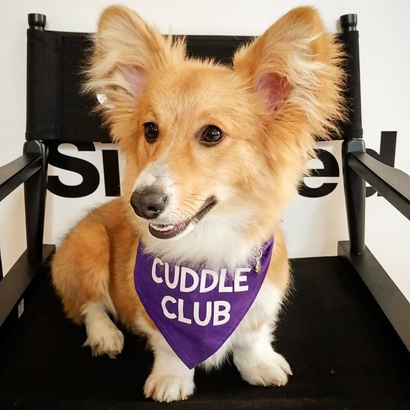 Who has a busy week ahead, Mozart certainly has..... 🐶

Our Heroes are ready to help release some happy hormones!

Spreading joy throughout the workplace is what these cute canines do best❤️

Get a date in YOUR office calendar for 
#dogtherapy cuddles - hello@thecuddleclubuk.com