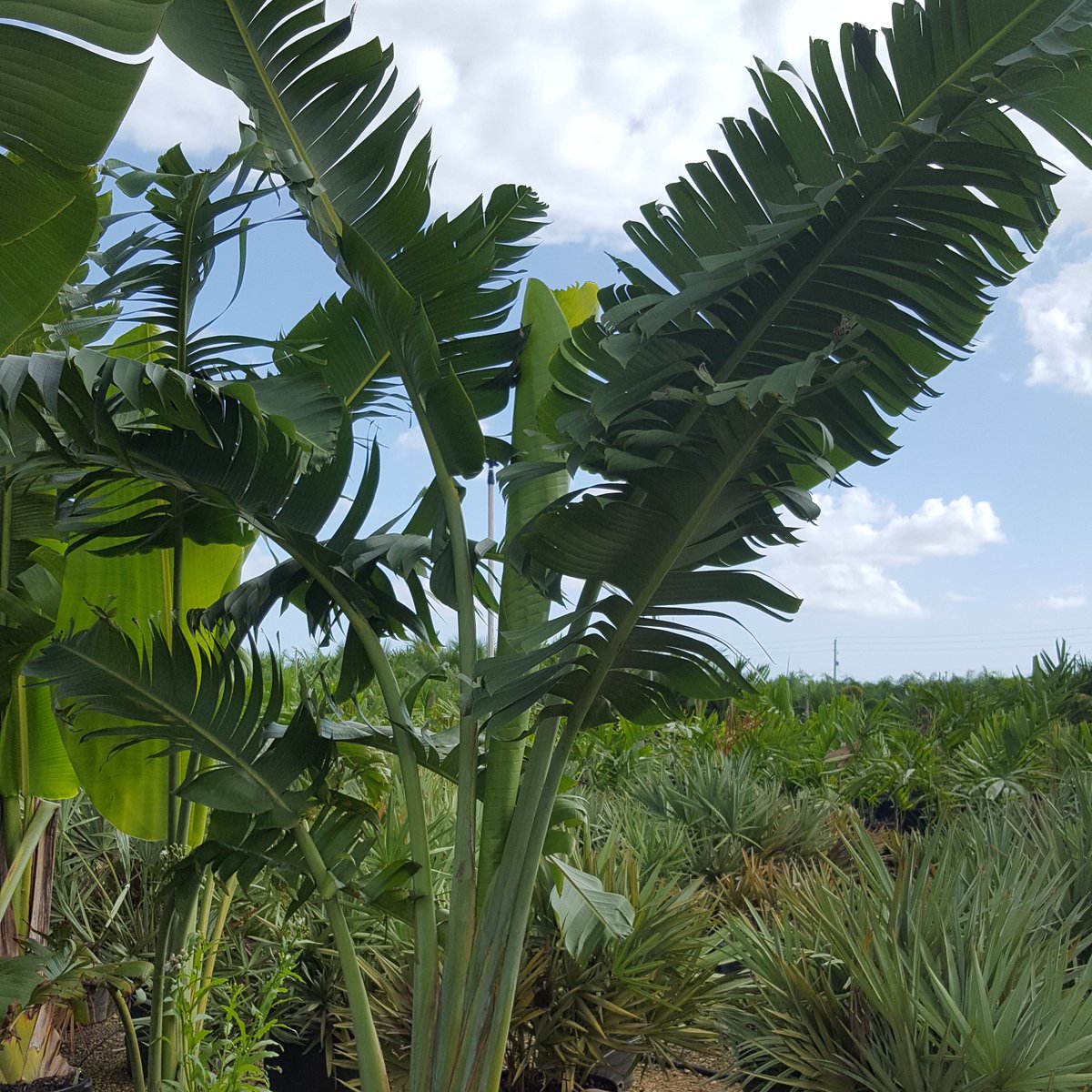 PlantLife_Farms's tweet photo. Guess that #Plant ! Here’s a hint it’s a palm 🌴😁 
We got these guys in 30 gallon and 65 gallon. They’re so exotic 🏝

#PlantLife #wholesale #palms #landscaping #b2b #marketing #luxury #florida #instagood #jungle #landscape #lush #fresh #travelerpalm #cool #surf #skate #snow https://t.co/TyQCyvmZ3N