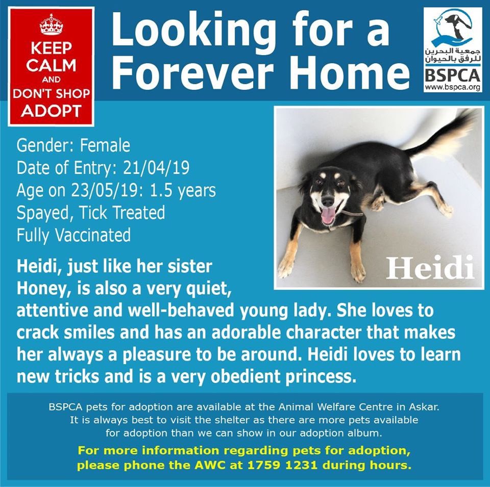 BSPCA_BH's tweet photo. Heidi is a very well behaved young lady who has an adorable character and loves people. Heidi is looking for her furever home ๐
#AdoptDontShop #DogsofTwittter #AnimalWelfare #BahrainSPCA #WeLoveDogs #Bahrain #Donate #Volunteer #Charity https://t.co/rvBFmnEyGy