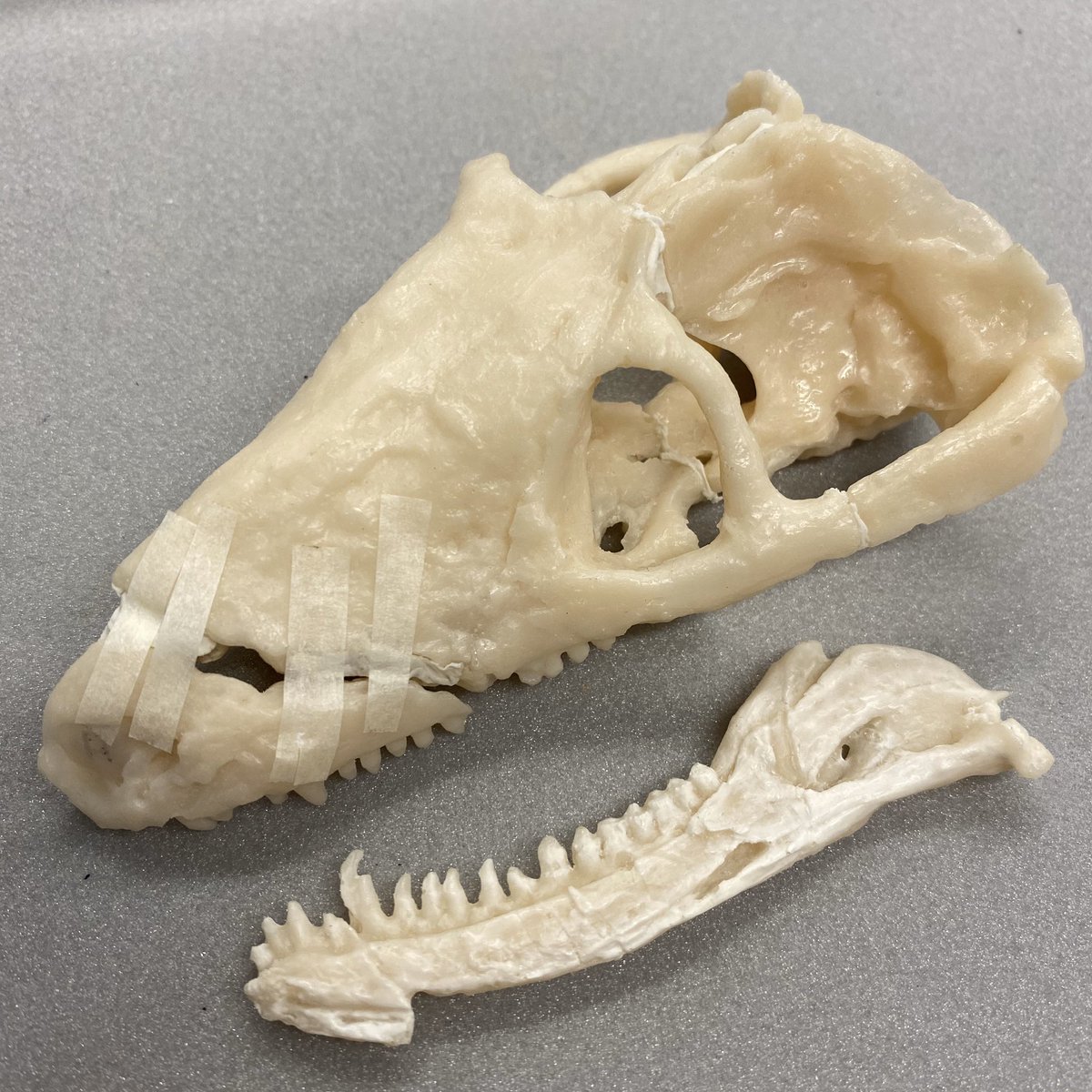 nautilusnat's tweet photo. I do love a jigsaw! This time it’s a 3D printed cynodont for the @ZoologyMuseum Synapsid display 🧩 #ComingZOOn #conservation #ilovemyjob https://t.co/iOi9FahuHU