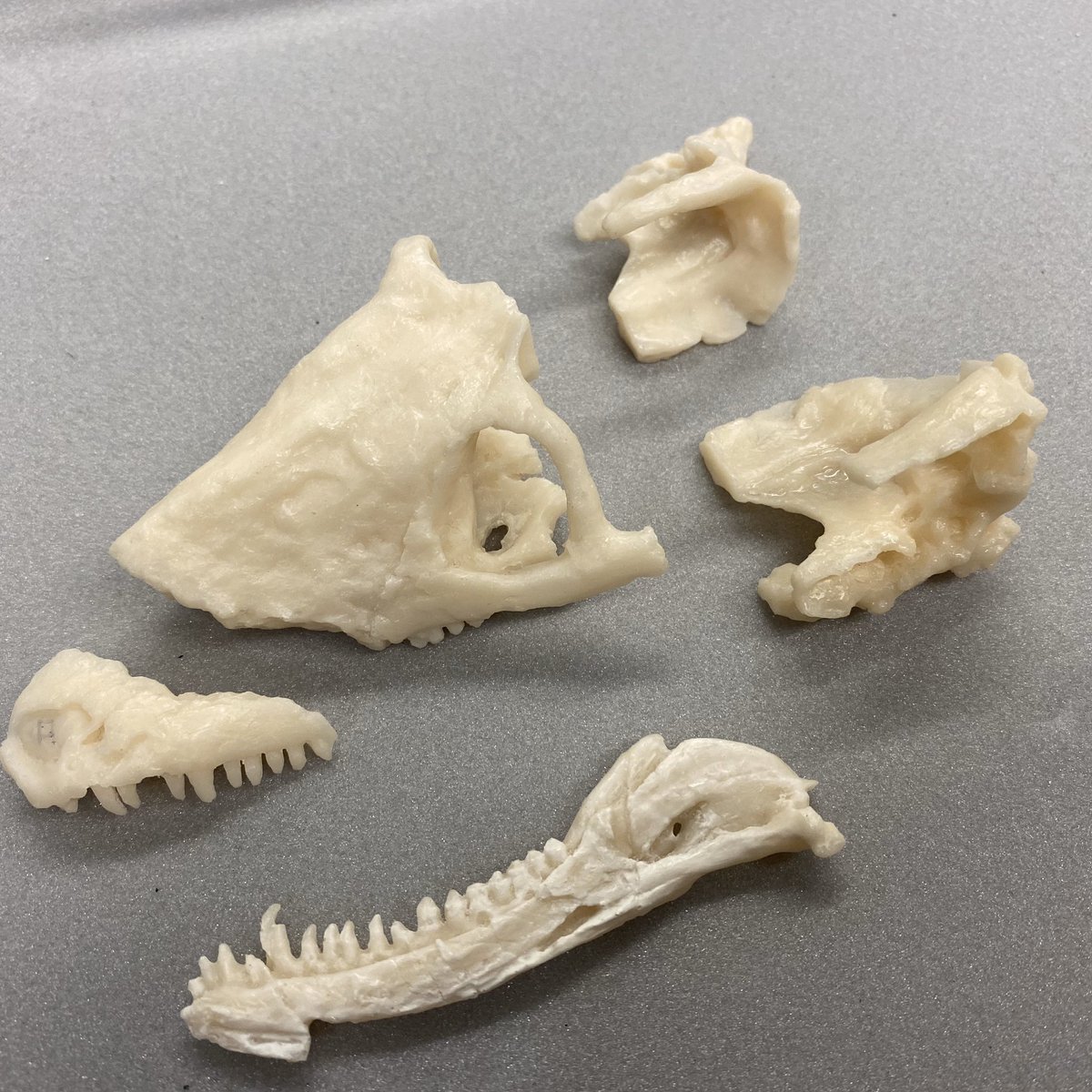 nautilusnat's tweet photo. I do love a jigsaw! This time it’s a 3D printed cynodont for the @ZoologyMuseum Synapsid display 🧩 #ComingZOOn #conservation #ilovemyjob https://t.co/iOi9FahuHU