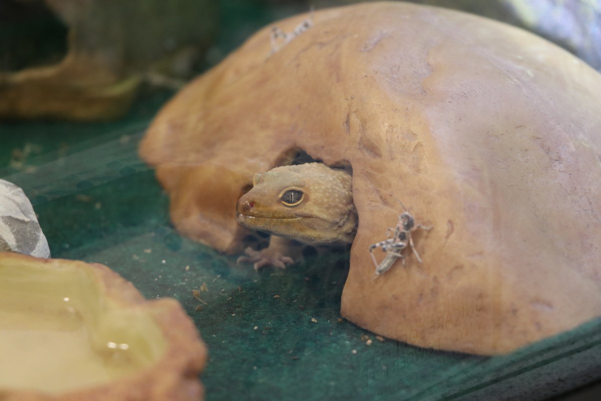 WimbledonHigh's tweet photo. Our latest @Biology_WHS resident finally said hi 👋 to the students today. He's pretty shy but wanted to make an appearance for #ScienceWeekWHS. Twitter world, meet Marmalade the Gecko 😁🦎 #FunWHS #BSW2020 @ScienceWeekUK https://t.co/T0tJoyXnCn
