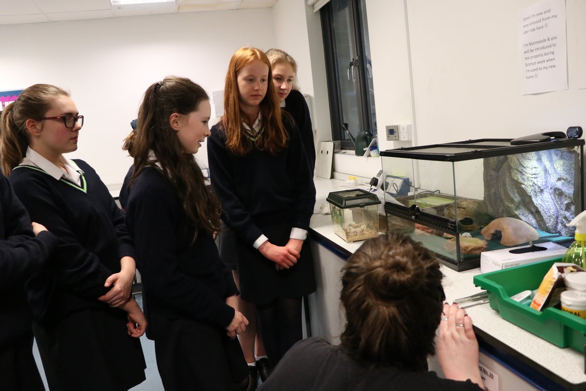 WimbledonHigh's tweet photo. Our latest @Biology_WHS resident finally said hi 👋 to the students today. He's pretty shy but wanted to make an appearance for #ScienceWeekWHS. Twitter world, meet Marmalade the Gecko 😁🦎 #FunWHS #BSW2020 @ScienceWeekUK https://t.co/T0tJoyXnCn