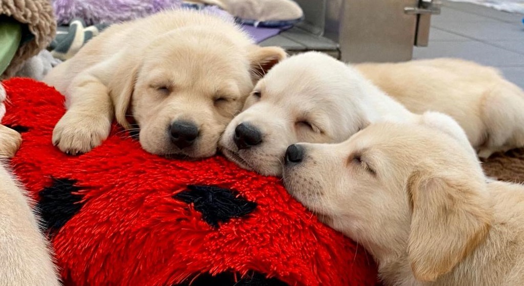 These little pups are definitely enjoying #NationalNappingDay 

[Photo description: A close up of three young yellow guide dog puppies asleep and lying on a red and black spotted soft toy]
